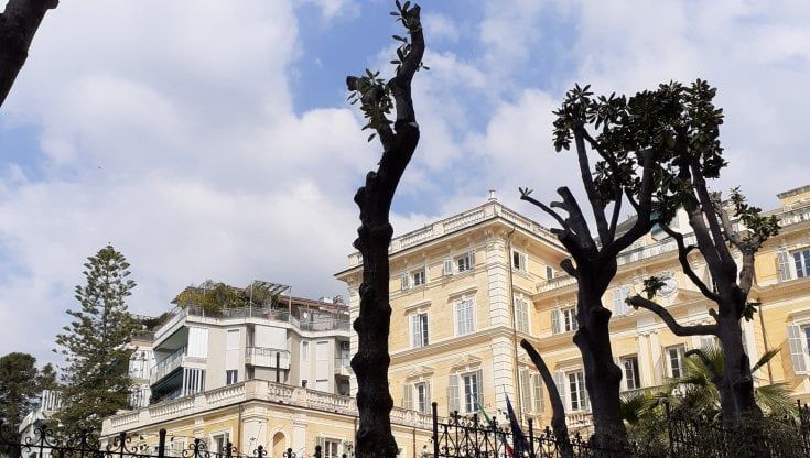 Sanremo, la società Portosole denunciata per la potatura delle magnolie protette