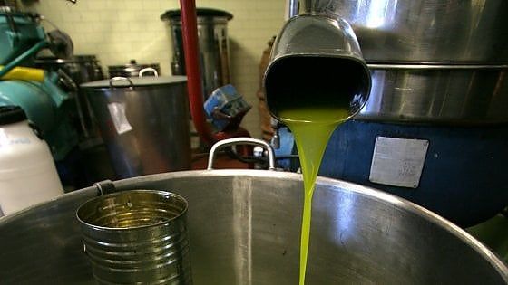 L’olio e i suoi fratelli: colza, girasole e cocco, l’extravergine non è solo