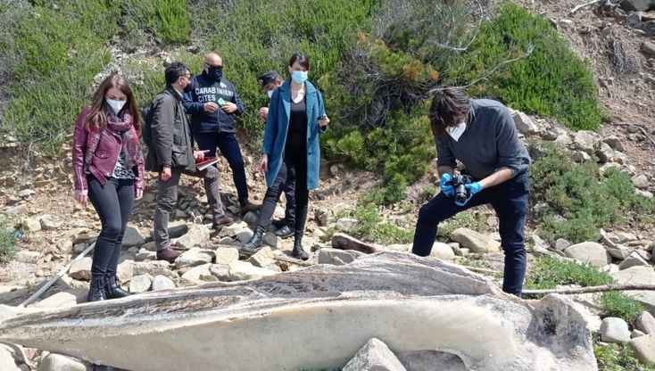 Montecorice, sulla spiaggia di Baia Arena i resti di un gigante del mare 