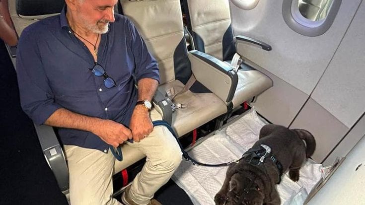 Geppino, 13 anni e 29 chili: è il primo cane di grossa taglia a volare in cabina in Italia
