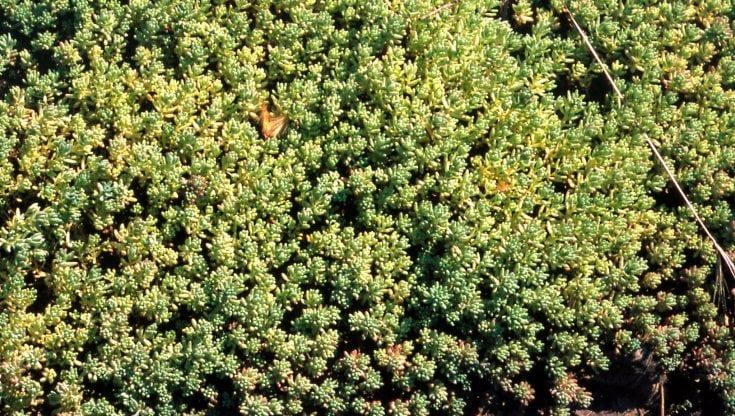 La pianta "aliena" spuntata tra i binari del tram a Milano: il sedum pallidum invade la città
