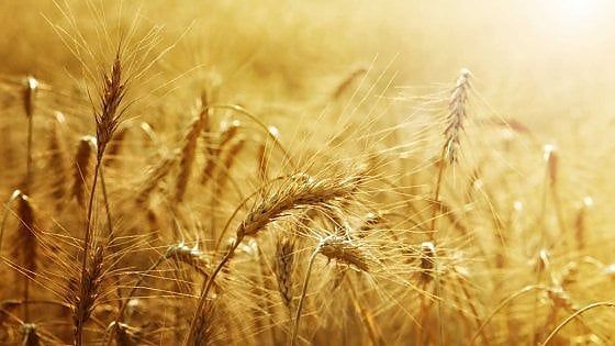Sospetti e ritardi, la legge sul biologico si scopre inquinata