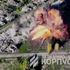 L'Ucraina lancia l'Operazione Vivaldi nel Donbass: vecchi blindati trasformati in robot kamikaze