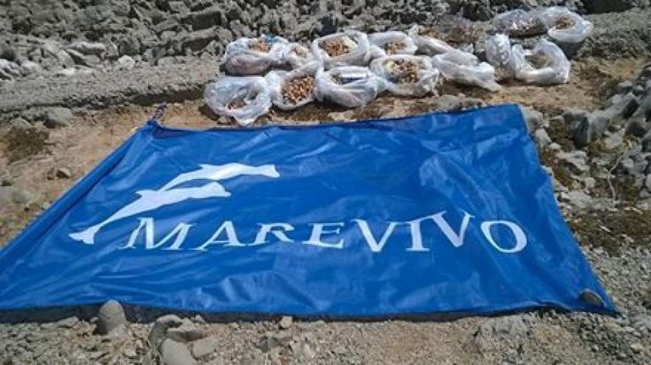 In sedici spiagge la caccia alle cicche di MareVivo
