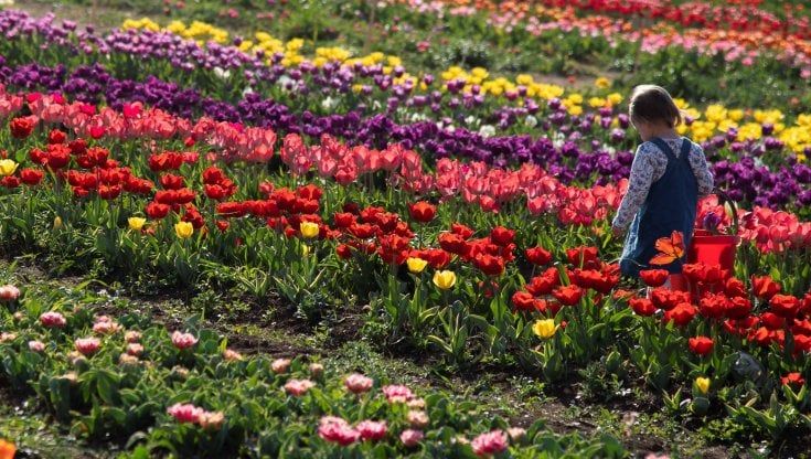 Ventimila bulbi di tulipano per i giardini delle scuole di Roma: il dono di Tulipark
