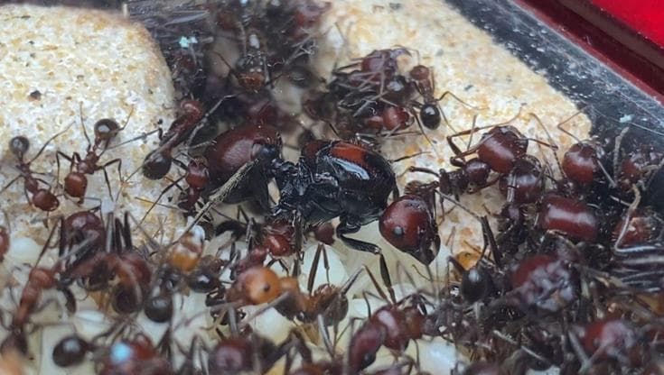 Kenya, fino a 220 dollari per una formica africana: l’ultima frontiera del bracconaggio