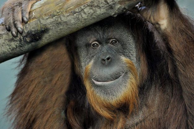 Bioparco, nasce la nuova area degli oranghi
