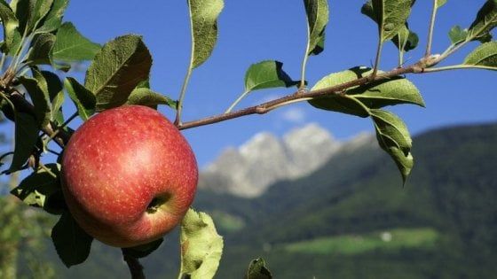Nella miniera hi-tech dove si conservano le mele delle Dolomiti 
