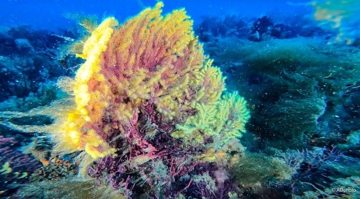 Gorgonie a rischio sui fondali delle Isole Tremiti