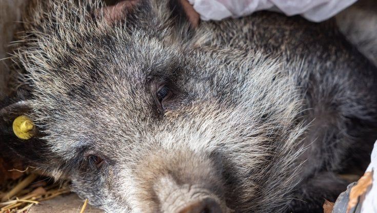 Una petizione per salvare la maialina Tina: raccolte 12 mila firme