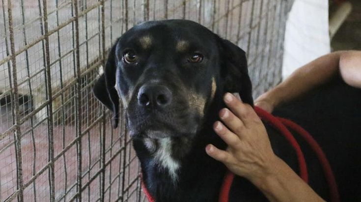 Il mediocre che abbandona gli animali