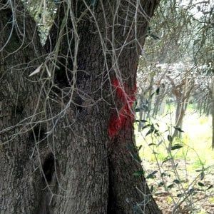 Xylella, primo ok dell'Ue al reimpianto degli ulivi nel Salento