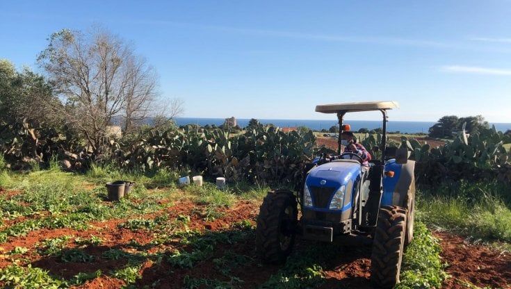 Terra rossa, lo iodio dal mare e la maturazione precoce: perché la patata novella del Salento sta diventando un prodotto top