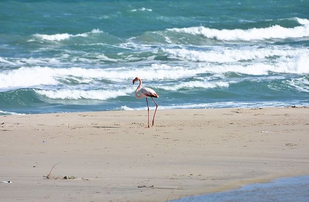 Salento, un fenicottero solitario passeggia sulla spiaggia