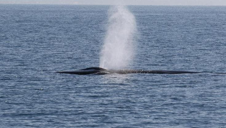 L’incontro con una balenottera a poche miglia dalla costa di Roma