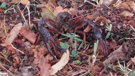 Il killer che viene da oltreoceano: il gambero rosso ha invaso la Val Padana