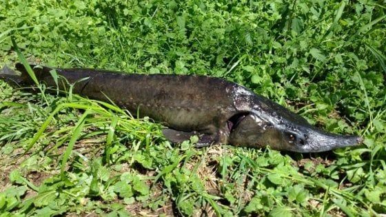 Uno storione siberiano nel fiume Lanza, scatta l'allarme: biodiversità a rischio