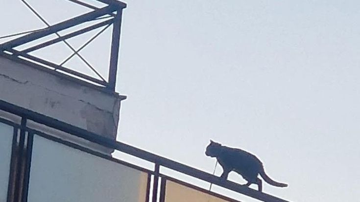 Vigile urbano si arrampica e salva il gatto lasciato in casa per giorni legato a una corda
