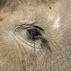 L'elefante pi&ugrave; vecchio d'Africa &egrave; stato ucciso da bracconieri