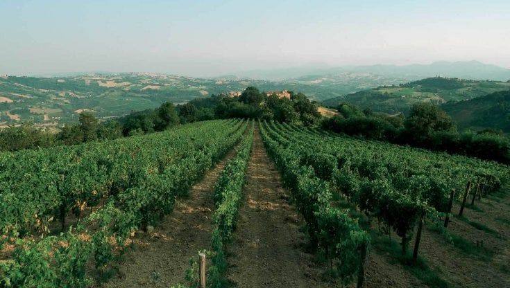 "Ismea investe" nella cantina cooperativa Moncaro: accordo di investimento per 2,4 milioni di euro