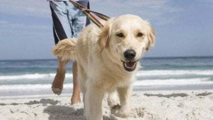 Allontanato dal lido perché era con i cani sulla battigia. Il Comune: “Il transito non va vietato”