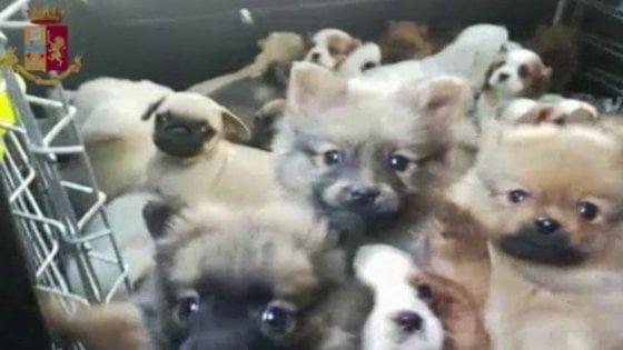 Rimini, scoperto traffico di migliaia di cani dalla Slovacchia