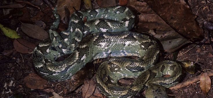 Anche il negazionismo danneggia la biodiversità