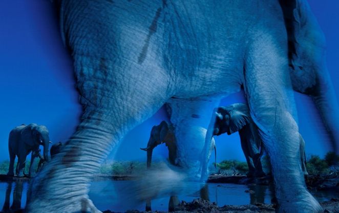 Wildlife Photographer of the Year 2013, scatti dalla natura selvaggia