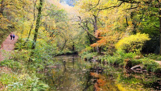 Foliage all'italiana: itinerari per i curiosi delle foglie