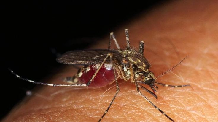 Primavera, il risveglio della zanzara: il rischio Dengue anche in Italia