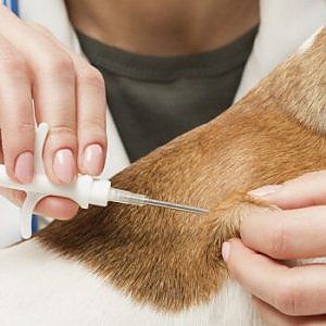 Microchip gratuito per i cani, tre giorni con il camper del Frullone