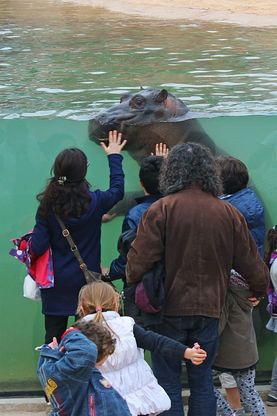 Torino, Zemaria l'ippopotamo d&agrave; spettacolo al bioparco