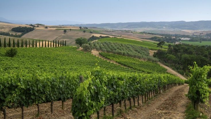 Vino, quasi sold out l'annata 2016 del Brunello. Già sul mercato il 60% della produzione del 2017