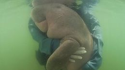 Thailandia, la cucciola di dugongo orfana uccisa dalla plastica