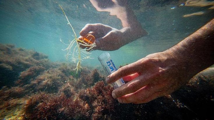 Addio mare azzurro: dalla Puglia a Genova l’invasione delle alghe