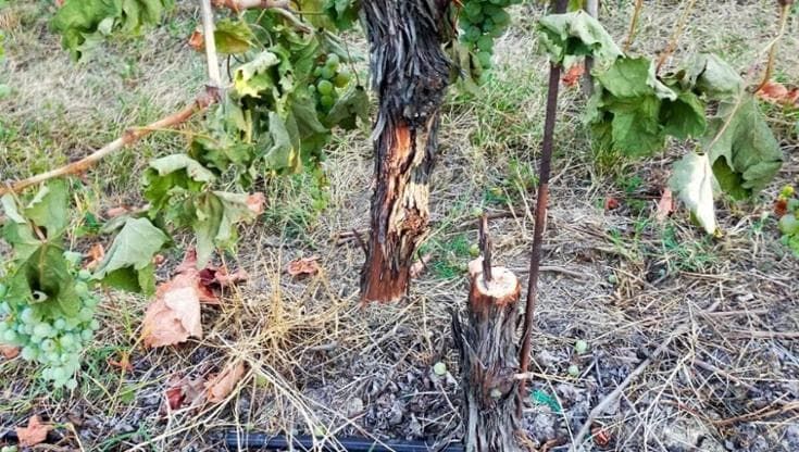 La mafia dei “sensali” taglia i vigneti di uva Italia: allarme ad Agrigento