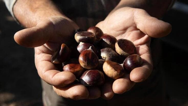 Castagne, annata record in Liguria. Piccola guida a boschi e antichi essiccatoi (evitando le multe)