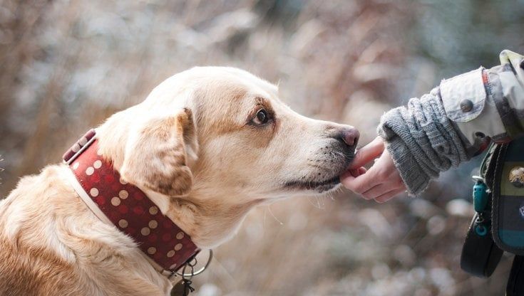 Animali domestici, cresce la spesa pubblica: nel 2019 + 3,6%. Ma molti sono "clandestini"