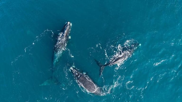 Ondate di calore marine: così le megattere rischiano di riprodursi meno