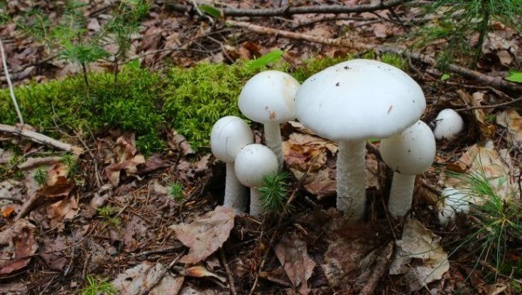 Funghi killer nel giardino del Monaldi a Napoli, sono gli "Amanita verna": anziana morta e 4 intossicati