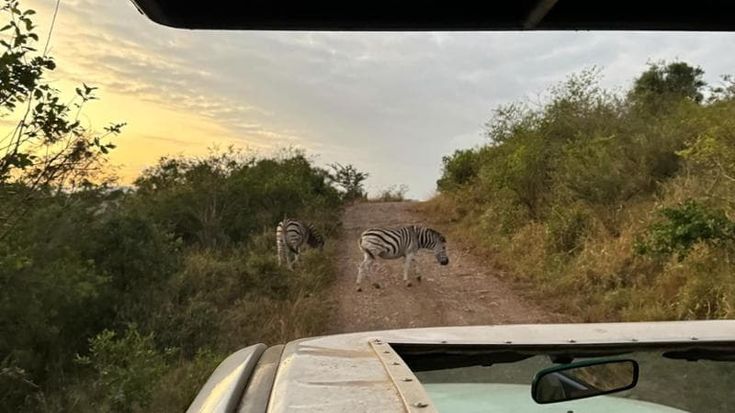 In Africa per salvare gli animali: così il safari diventa ecoturismo