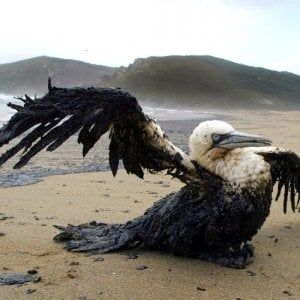 Alla Borsa piace la bioplastica che ripulisce il petrolio nel mare