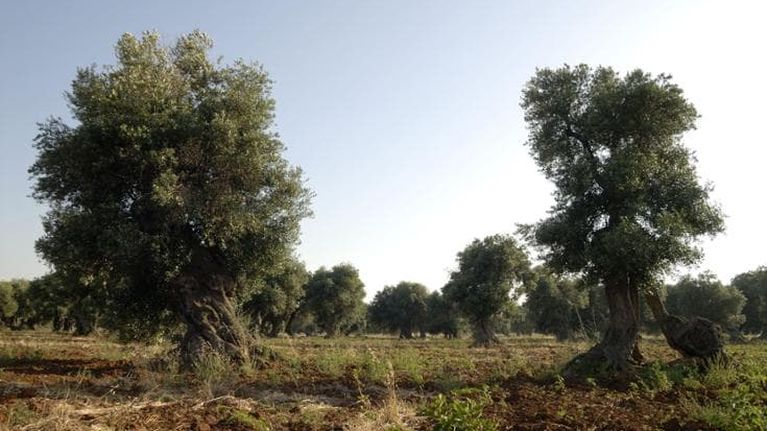 La crisi del clima sta minando il cibo italiano