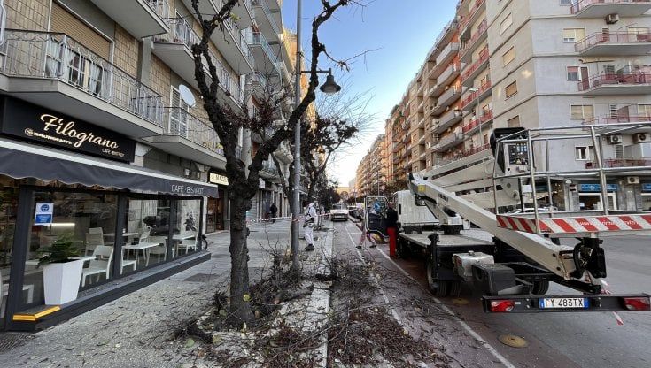 Bari, al via le potature degli alberi su corso Mazzini al quartiere Libertà: "I commercianti non ci speravano più"