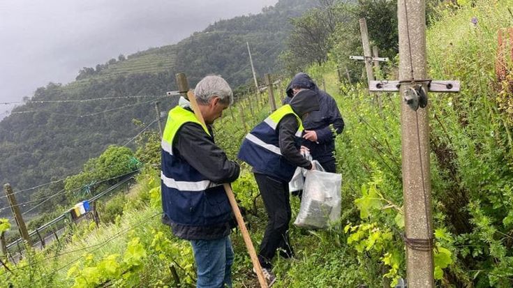 Cinque Terre, un progetto europeo per tutelare api, farfalle e bombi, gli insetti impollinatori