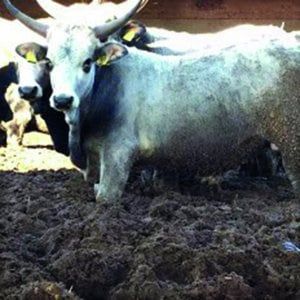 Castel di Guido, animali maltrattati: sequestrata la fattoria del Comune di Roma