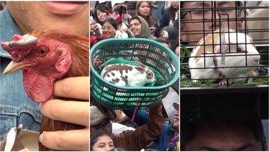 Conigli, galli, cani e gatti: centinaia di animali benedetti a Quito in onore di San Francesco