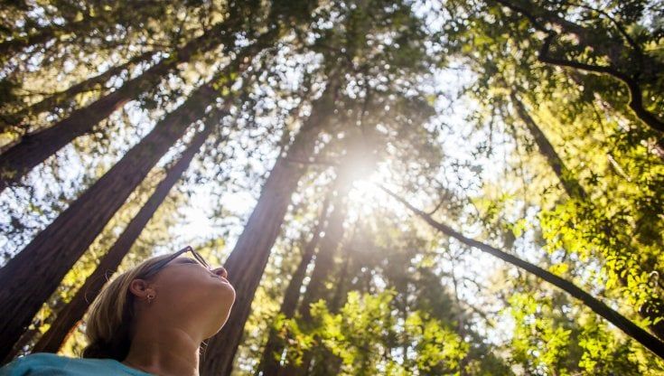 Zovi: "Le foreste fanno bene alla nostra salute, biodiversità fondamentale contro le calamità naturali"