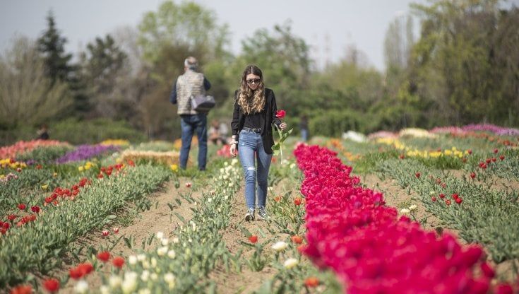 Riapre il Tulipark di Bologna, tuffatevi nei colori dei tulipani: ecco come visitarlo