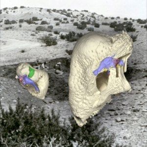 Trovati gli "antenati" dei dinosauri, vissero 100 milioni di anni prima